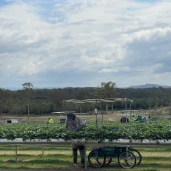 Bellmere Farm - Caboolture