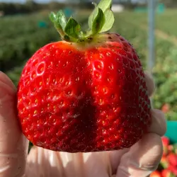 Bellmere Farm - Caboolture