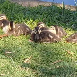 Centenary Lakes Park - Caboolture