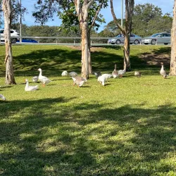 Centenary Lakes Park - Caboolture