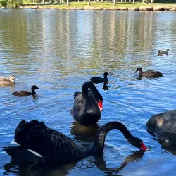 Centenary Lakes Park - Caboolture