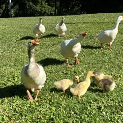 Centenary Lakes Park - Caboolture