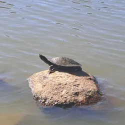 Centenary Lakes Park - Caboolture