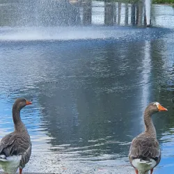 Centenary Lakes Park - Caboolture