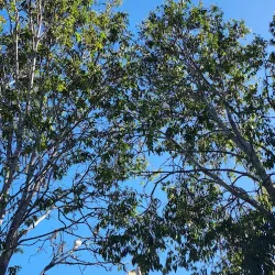 Centenary Lakes Park - Caboolture