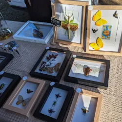 Wamuran Farmers Market - Caboolture