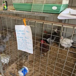 Wamuran Farmers Market - Caboolture