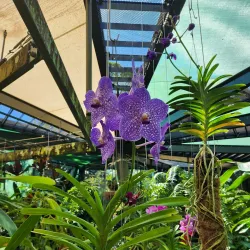 Cairns Botanic Gardens - Cairns