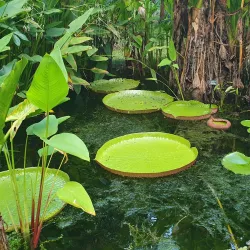 Cairns Botanic Gardens - Cairns