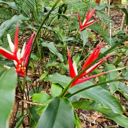 Cairns Botanic Gardens - Cairns
