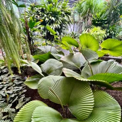 Cairns Botanic Gardens - Cairns
