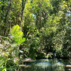 Daintree Rainforest - Cairns