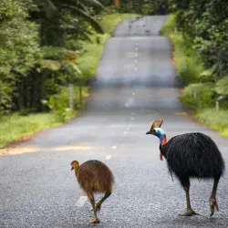 Daintree Rainforest - Cairns