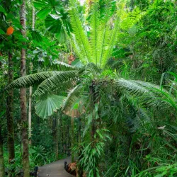 Daintree Rainforest - Cairns