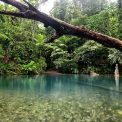 Daintree Rainforest - Cairns