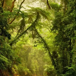 Daintree Rainforest - Cairns