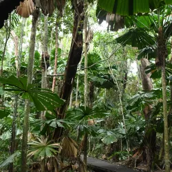 Daintree Rainforest - Cairns
