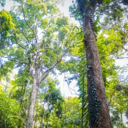 Daintree Rainforest - Cairns