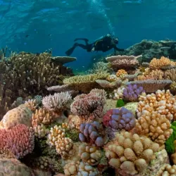 Great Barrier Reef - Cairns