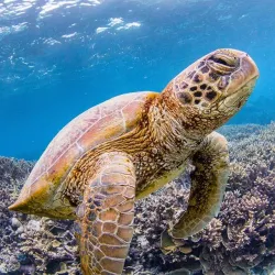 Great Barrier Reef - Cairns