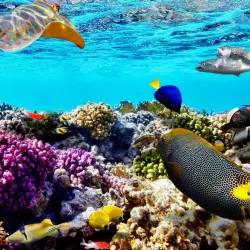 Great Barrier Reef - Cairns