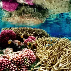 Great Barrier Reef - Cairns