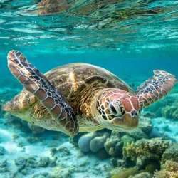 Great Barrier Reef - Cairns