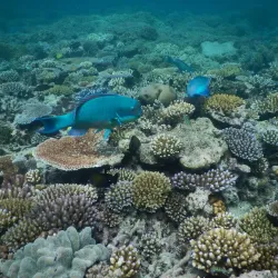 Great Barrier Reef - Cairns