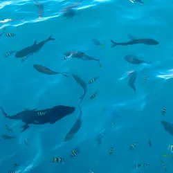 Green Island - Cairns