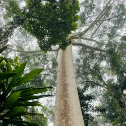 Skyrail Rainforest Cableway - Cairns