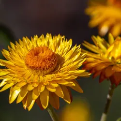 Australian National Botanic Gardens - Canberra