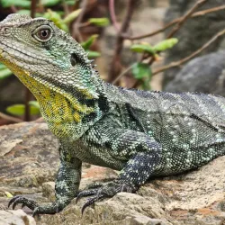 Australian National Botanic Gardens - Canberra