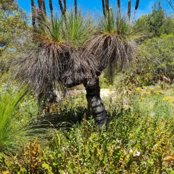 Australian National Botanic Gardens - Canberra