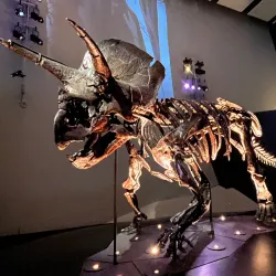 Melbourne Museum - Carlton