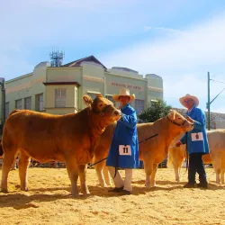 Casino Beef Week - Casino