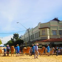 Casino Beef Week - Casino