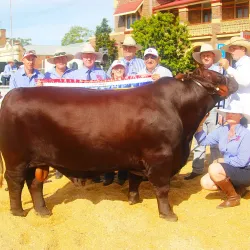 Casino Beef Week - Casino