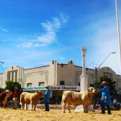 Casino Beef Week - Casino