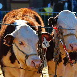 Casino Beef Week - Casino