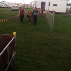 Casino Showground - Casino