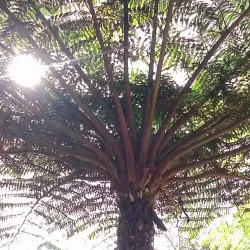 Bicentennial Reserve - Castle Hill