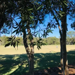 Bicentennial Reserve - Castle Hill