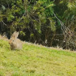 Castle Hill Showground - Castle Hill