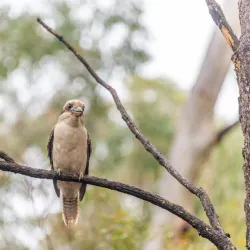 Fred Caterson Reserve - Castle Hill