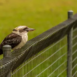Fred Caterson Reserve - Castle Hill