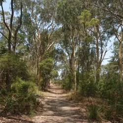 Fred Caterson Reserve - Castle Hill