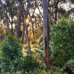 Fred Caterson Reserve - Castle Hill