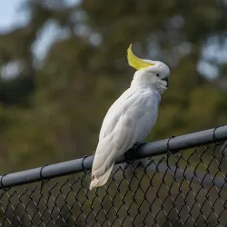 Fred Caterson Reserve - Castle Hill