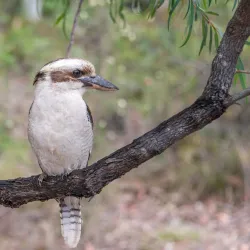 Fred Caterson Reserve - Castle Hill