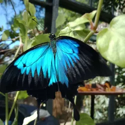 Coffs Harbour Butterfly House - Coffs Harbour